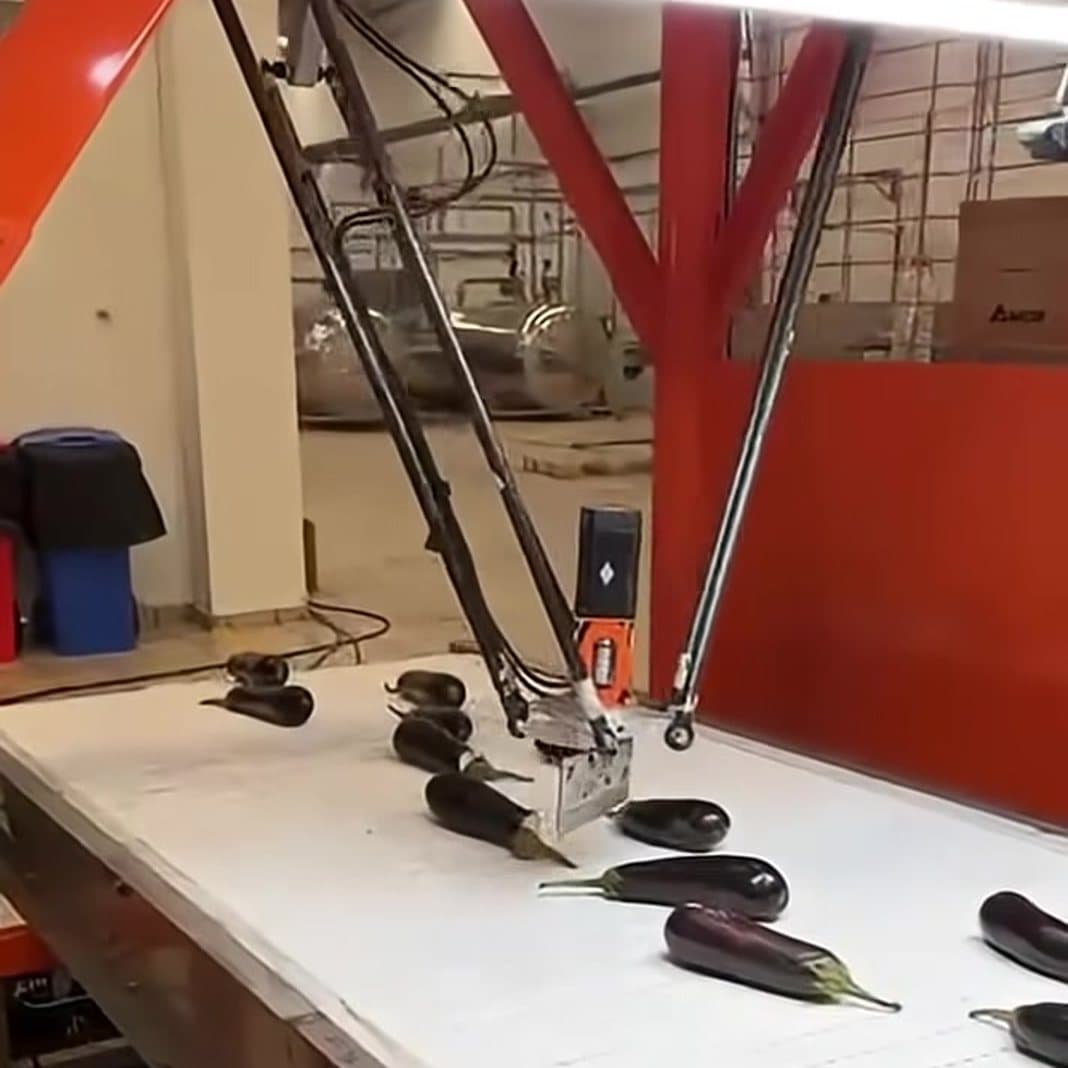 Eggplants travelling on the machine's infeed conveyor